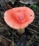 Leuchtendroter Täubling, Foto 9