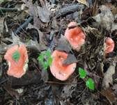 Leuchtendroter Täubling, Foto 10