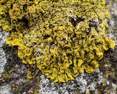 Leuchterflechte, Foto 2