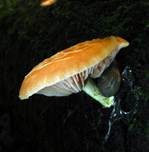 Adernseitling, Foto 12