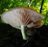Adernseitling, Foto 8