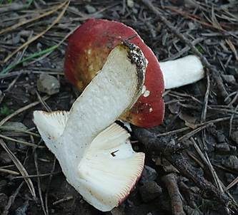 Bitterer Zinnobertäubling, Foto 4