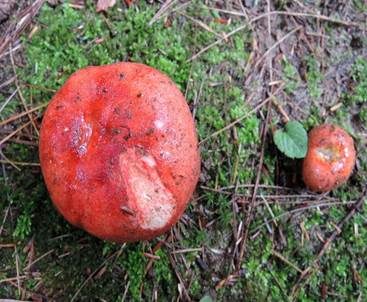 Bitterer Zinnobertäubling, Foto 5