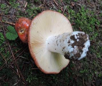 Bitterer Zinnobertäubling, Foto 6