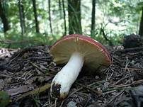 Bitterer Zinnobertäubling, Foto 7
