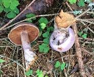 Lila Dickfuß, Foto 26