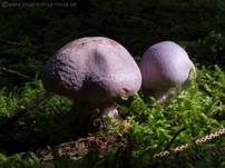 Lila Dickfuß, Foto 32