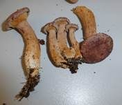 Lila Milchling, Foto 21