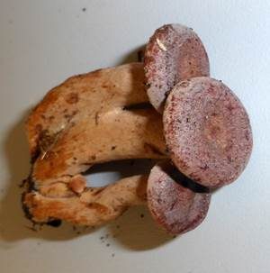 Lila Milchling, Foto 4