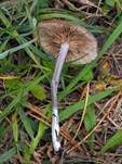 Lilablauer Nabelrötling, Foto 27
