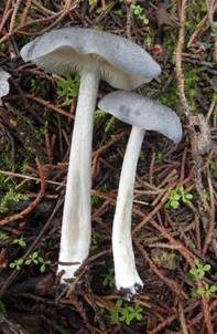 Lilablauer Nabelrötling, Foto 5