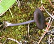 Lilablauer Nabelrötling, Foto 8