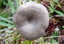 Lilablauer Nabelrötling, Foto 9