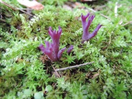 Lilafarbene Wiesenkoralle, Foto 3