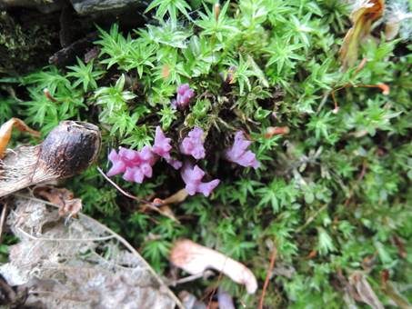 Lilafarbene Wiesenkoralle, Foto 4