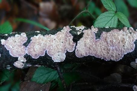 Lilafarbener Wachskrustenpilz, Foto 2