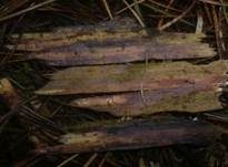 Lilafarbener Wachskrustenpilz, Foto 6