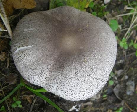 Lilagrauer Egerlingsschirmling, Foto 2