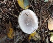 Lilagrauer Egerlingsschirmling, Foto 5