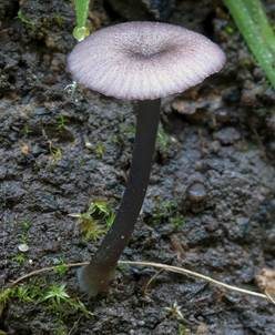Lilagrauer Nabelrötling, Foto 2