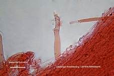 Lilastieliger Rötelritterling, Foto 30
