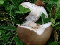 Lilastieliger Rötelritterling, Foto 8