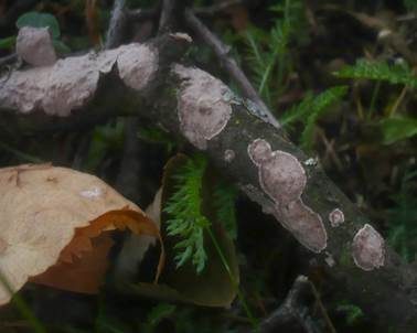 Linden-Zystidenrindenpilz, Foto 2