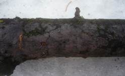 Linden-Zystidenrindenpilz, Foto 5