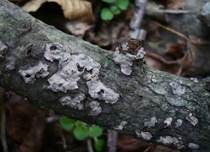 Linden-Zystidenrindenpilz, Foto 6