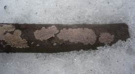 Linden-Zystidenrindenpilz, Foto 9