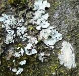 Lindenflechte, Foto 10