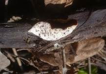 Linden-Kelchbecherling, Foto 6