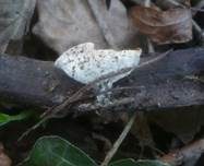 Linden-Kelchbecherling, Foto 9