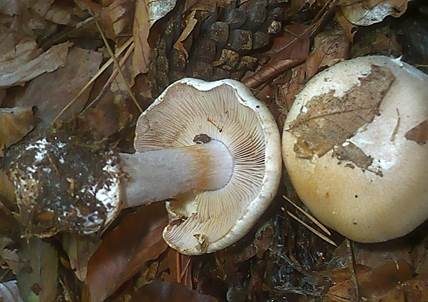 Bitterlicher Klumpfuß, Foto 2