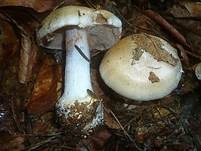 Bitterlicher Klumpfuß, Foto 8