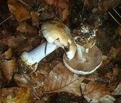 Bitterlicher Klumpfuß, Foto 10