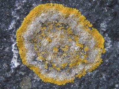 Lippengelbflechte, Foto 3