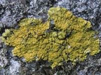 Lippengelbflechte, Foto 9