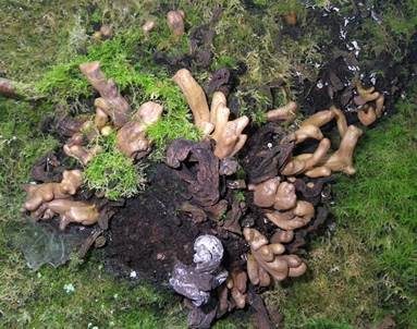 Lorbeer-Nacktbasidie, Foto 2