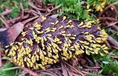 Löwenfrüchtchen, Foto 24