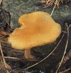Löwengelber Dachpilz, Foto 25