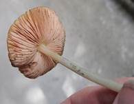 Löwengelber Dachpilz, Foto 7