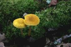 Löwengelber Dachpilz, Foto 11