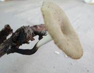 Löwengelber Porling, Foto 12