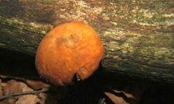 Löwengelber Porling, Foto 20