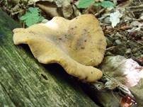Löwengelber Porling, Foto 30