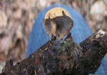 Löwengelber Porling, Foto 7