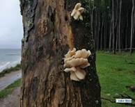 Lungenseitling, Foto 12