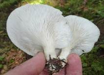 Lungenseitling, Foto 17
