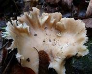 Lungenseitling, Foto 21